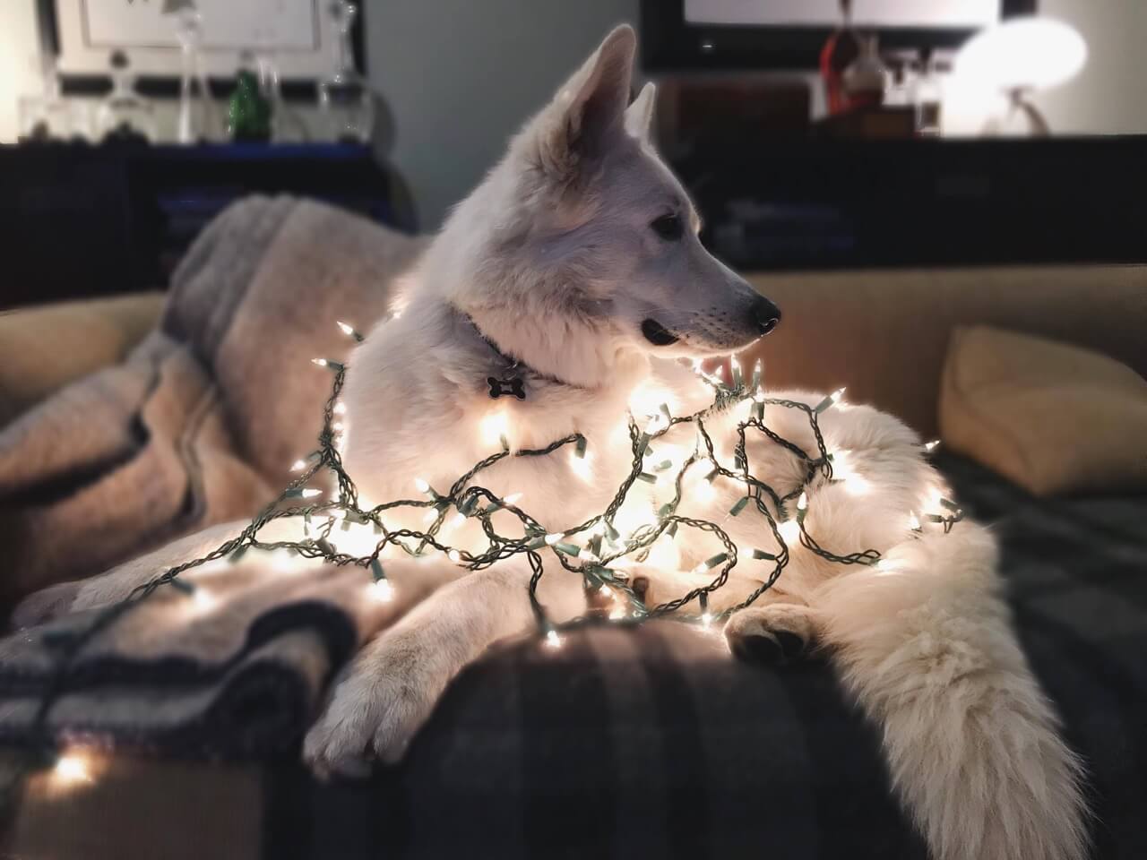 Berger Blanc Suisse with Christmas lights