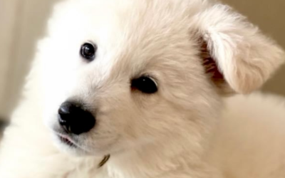 Helping Your Berger Blanc Suisse Overcome Fear of Loud Noises