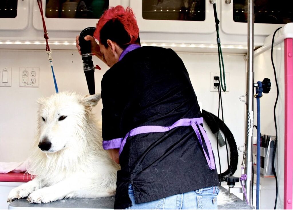 groomer washing White Swiss Shepherd dog