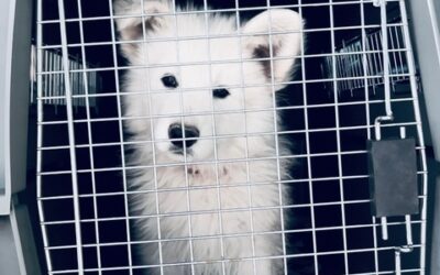 Why You Should Crate Train Your Berger Blanc Suisse (White Swiss Shepherd)