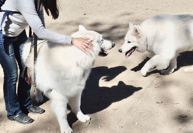 How to Introduce Your Berger Blanc Suisse to Other Dogs